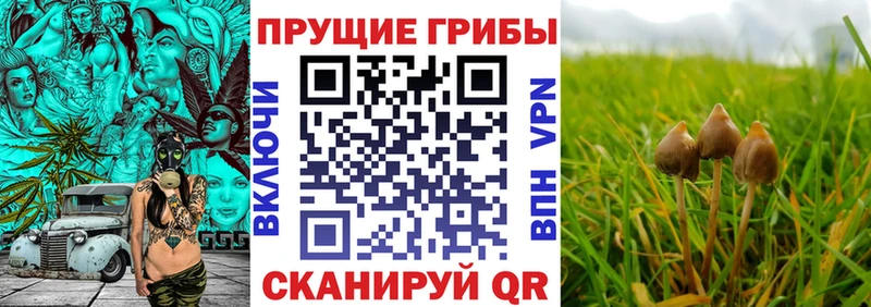 Псилоцибиновые грибы Cubensis Бутурлиновка